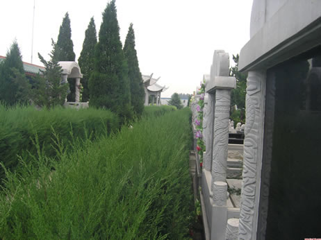 天堂公墓墓区绿化