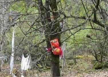 西藏神秘树葬，不是任何人都可以树葬的！