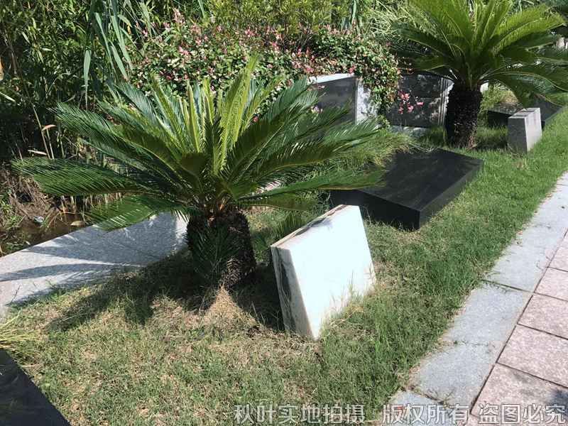 棕榈苑植树葬