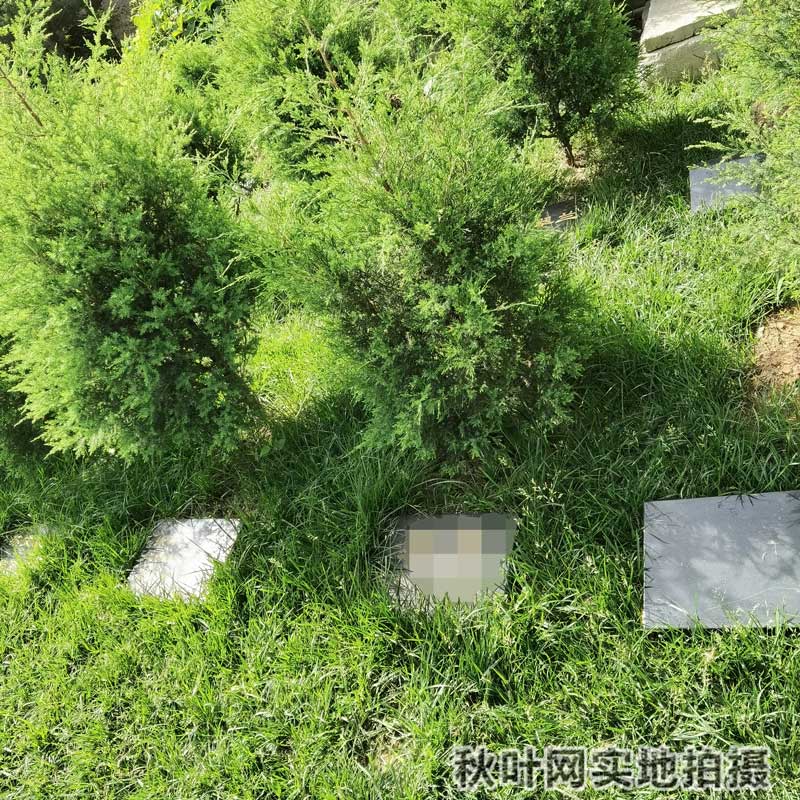 紫东园树葬