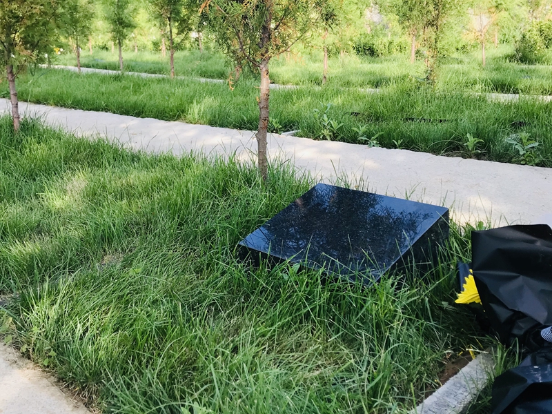生态树葬1